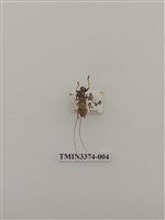 藏品(五星白天牛)的圖片